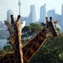 Sydney