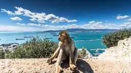 Leiebiler i Gibraltar