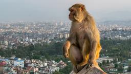 Hoteller i Nepal