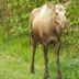 Annet