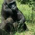 Annet