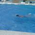Annet