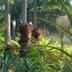 Annet