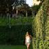Annet